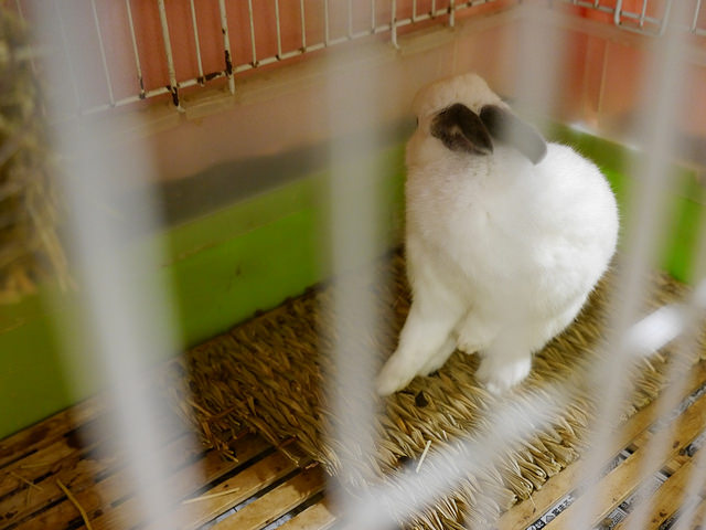 白兔神社的戀愛成就助攻！_img_25